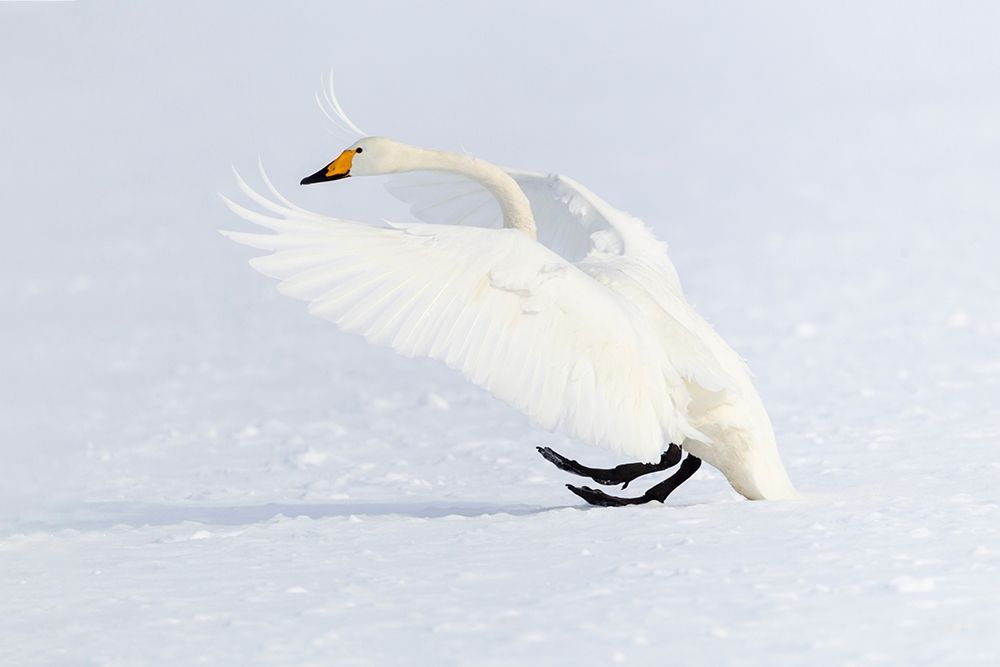 Japan-Hokkaido A whooper swan makes an ungainly landing on the ice art print by Ellen Goff for $57.95 CAD